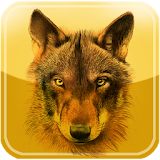 iFelix-WOLF icon