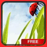 Spring Ladybug Live Wallpaper icon