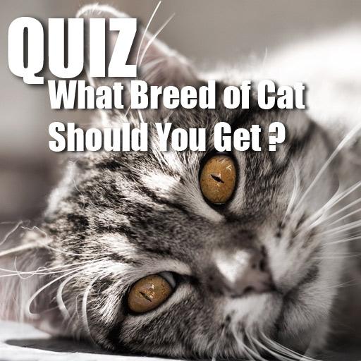 MyCatQuiz