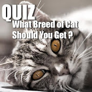 Quiz : What Breed of Cat Should You Get ?