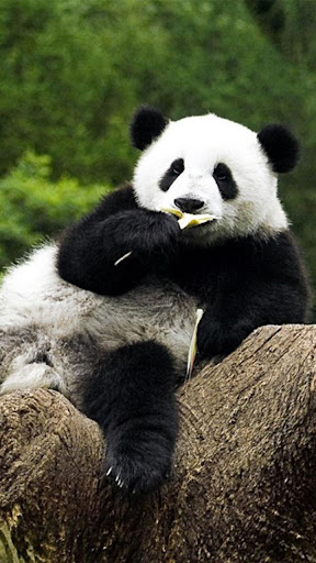 Android application Panda Live Wallpaper screenshort