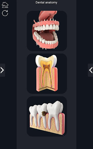 Dental Anatomy Pro. Screen 2