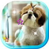 Puppy Cool Collection icon
