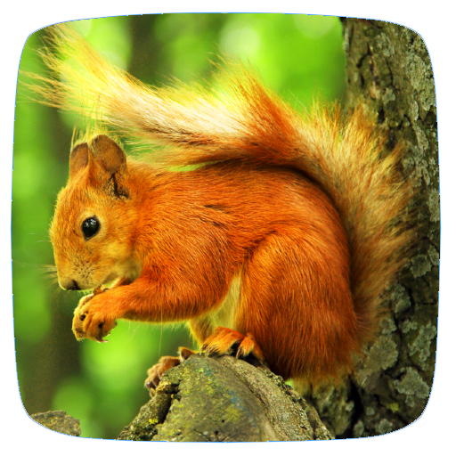 Squirrel Sounds - Apps on Google Play