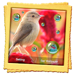 Cover Image of Download Bird Live Wallpaper 4.2 APK
