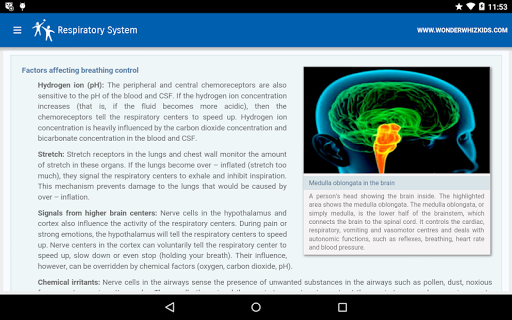 Respiratory System Screen 2