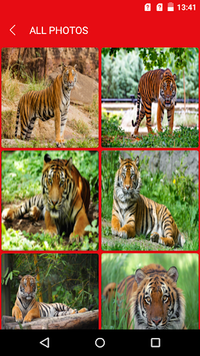 Tiger Wallpapers Screen 2