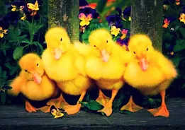 Beautiful Duck Live Wallpaper APK (Android App) - Free Download