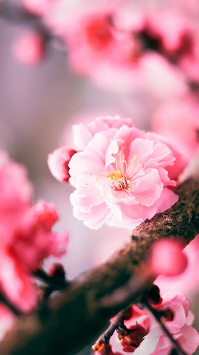 Spring Wallpapers Screen 3