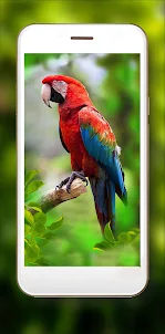 Parrots Bright Tropical