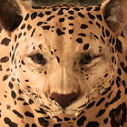 Ultimate Leopard Simulator 0.1