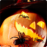 Halloween Pumpkins Wallpaper icon