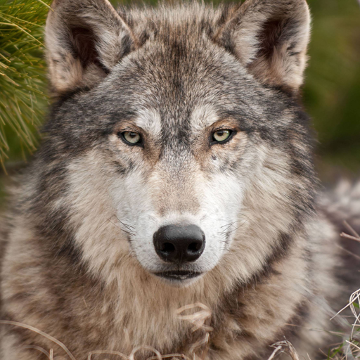 Wolf Live Wallpaper 1.0.6 Icon