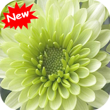 Chrysanthemums icon