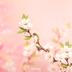 Cover Image of Download 카카오톡 테마 - 핑크 벚꽃  APK