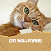 Cat Wallpapers Icon