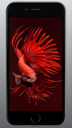 ベタの魚のライブ壁紙3d By Wiscarini Google Play Japan Searchman App Data Information