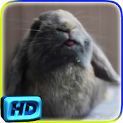 Rabbit Licks Your Screen LWP