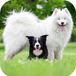 Cover Image of 下载 Dog Wallpaper HD 1.02 APK