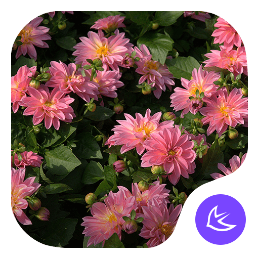 Flowers|APUS Launcher theme Laai af op Windows