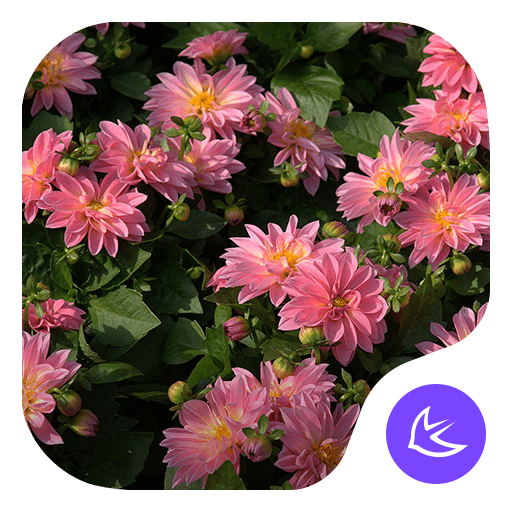 Flowers|APUS Launcher theme  Icon