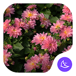 Flowers|APUS Launcher theme Apk