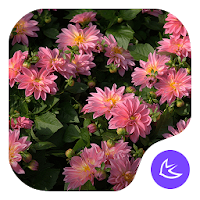 Flowers|APUS Launcher theme