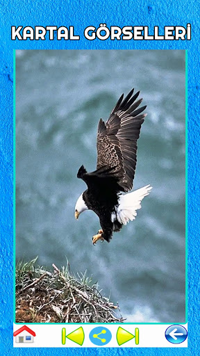 Eagle Images - Offline