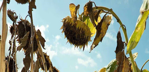 SDIC - Sunflower Diseases