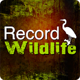 Record Wildlife icon