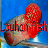 Louhan fish icon