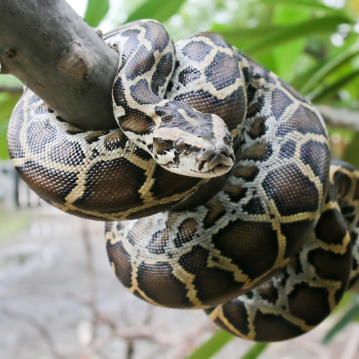 Burmese Python Snake Sounds logo