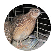 Top 15 Education Apps Like Quail breeding (Guide) - Best Alternatives