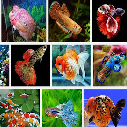 Slika ikone razne ukrasne ribe