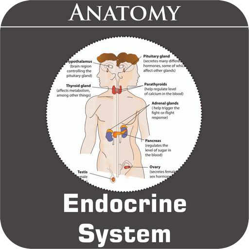 Endocrine System  Icon