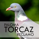 Cover Image of Download Paloma Torcaz Reclamo  APK