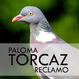 Icon image Paloma Torcaz Reclamo