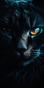 Black Cat Wallpaper HD 4K