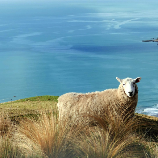 Sheep Wallpapers logo