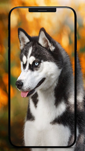 Husky Dog Wallpaper