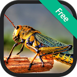 Locust & Grasshopper sounds icon