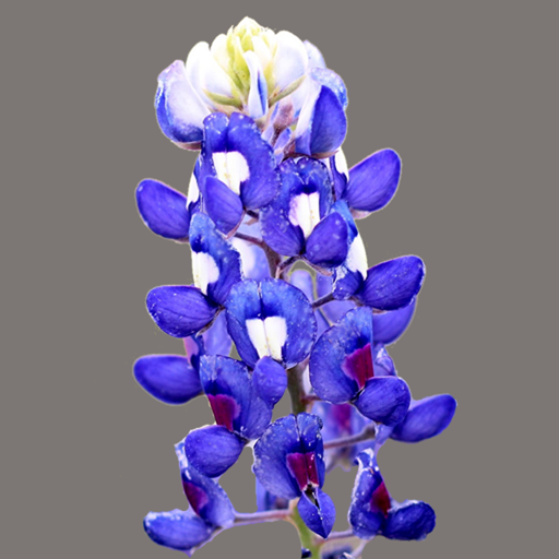 East Texas Wildflowers logo
