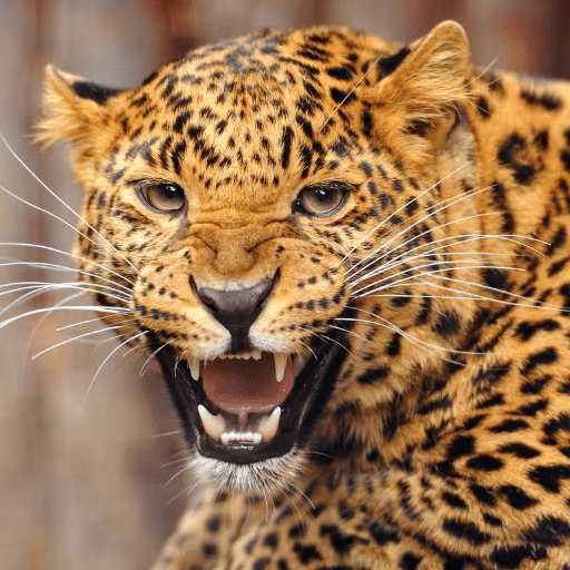 Leopard Sounds logo