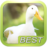 Duck goose bird sound icon