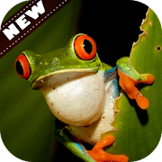 Top 20 Personalization Apps Like Frog wallpaper - Best Alternatives