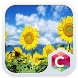 Sunflowers CLauncher Theme icon