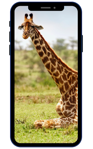 Android application Giraffe Wallpapers screenshort