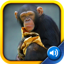 Icon image Toddler Tapping Zoo