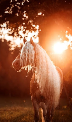 Android application Horses Wallpapers screenshort