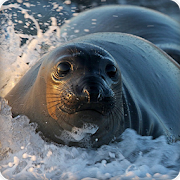 Seal Sounds Ringtones